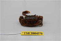 藏品(側足厚蟹)的圖片